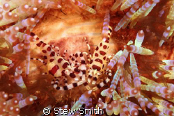 a pair of coleman shrimps on a fire urchin 60mm macro ful... by Stew Smith 